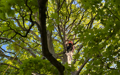 New dates for popular tree climbing and rescue course