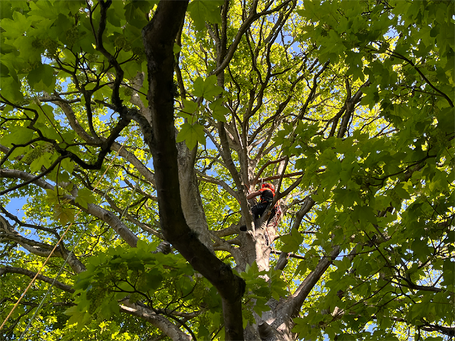 course delegate on tree climbing course