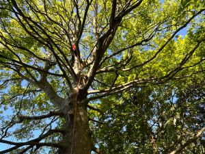 man climbing tree
